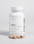 Champignon Chaga